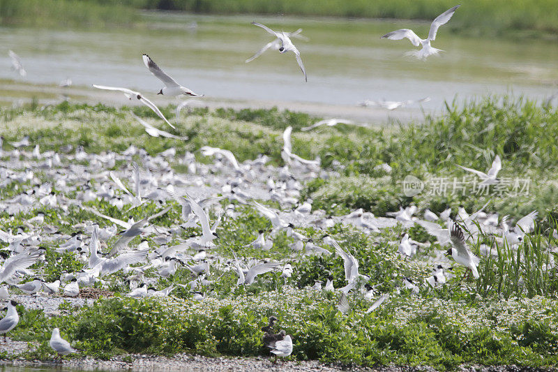 燕鸥(Sterna sandvicensis)